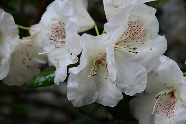 Rhododendron
